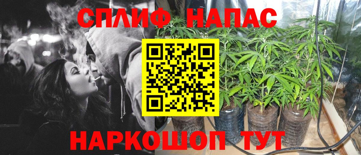 Конопля гибрид Кольчугино